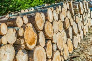 madeira serrada indústria exploração madeireira foto
