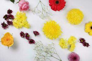 margarida crisântemo mãe rosa bebê respiração flor vermelho amarelo Rosa roxa tolet em branco fundo fronteira quadro, Armação ramalhete cópia de texto espaço foto