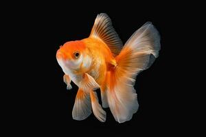 animal amarelo branco ouro peixe com grandes florido onda rabo natação dentro aquário água em Preto fundo foto