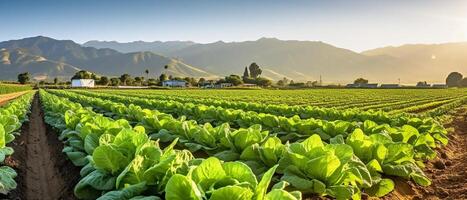 campo do orgânico alface crescendo dentro uma sustentável Fazenda com lindo montanhas dentro manhã, generativo ai foto