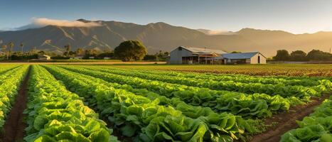 campo do orgânico alface crescendo dentro uma sustentável Fazenda com lindo montanhas dentro manhã, generativo ai foto