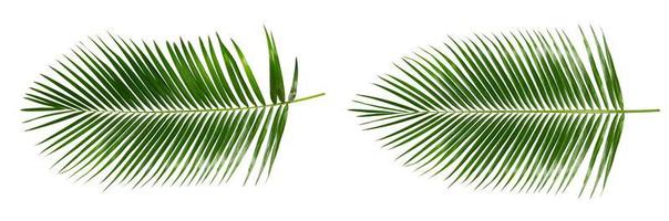 folhas de palmeira isoladas foto
