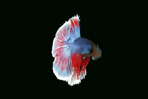 colorida beta lutador peixe foto