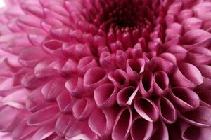 roxa tolet crisântemo mãe flor macro fechar-se em branco fundo foto