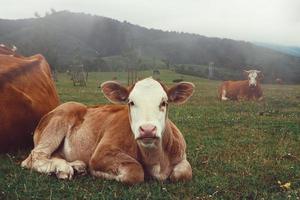 retrato de vaca marrom no prado foto