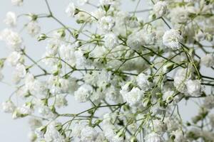 pequeno branco ocupado bebê respiração flor grupo em branco fundo pequeno branco ocupado bebê respiração flor grupo em branco fundo foto