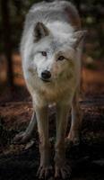 lobo ártico no zoológico foto