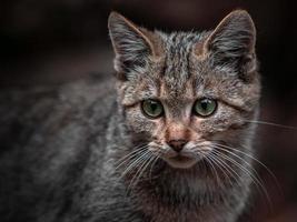 retrato de gato selvagem europeu foto