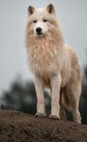 retrato de lobo ártico foto