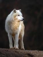 retrato de lobo ártico