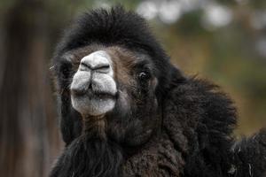 camelo bactriano no zoológico foto