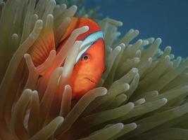 peixe palhaço laranja em uma anêmona foto