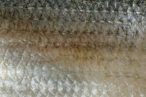 tenualosa ilisha hilsa arenque terbuk peixe em branco fundo foto
