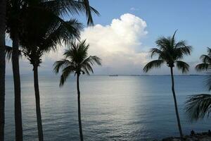 lindo Visão através janela Palma árvores oceano mar azul água nublado céu foto