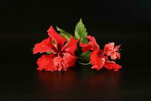 flor de hibisco vermelho foto