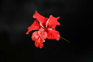 flor de hibisco vermelho foto