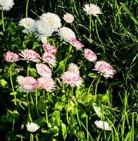 delicado branco e Rosa margaridas ou Bellis perennis flores em verde grama. gramado margarida floresce dentro Primavera. lado Visão e seletivo foco foto