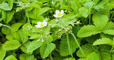 branco flores do selvagem morango dentro verde grama. latim nome fragaria eu. foto