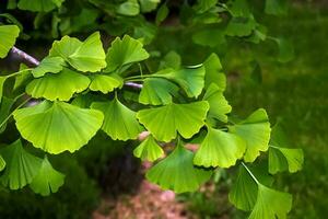 fresco brilhante verde folhas do ginkgo biloba. natural folha textura fundo. galhos do uma ginkgo árvore dentro nitra dentro Eslováquia. latim nome ginkgo biloba eu. foto