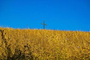 campos cruzados e amarelos foto