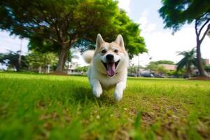 cachorro dentro real vida, feliz momento com animal ai generativo foto