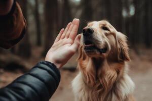 fofa dourado retriever dentro a floresta jogando com humano mão, uma homem Alto cinco dele cachorro com entusiasmo, ai gerado foto