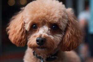 retrato do uma fofa poodle filhote de cachorro. raso profundidade do campo. ai gerado foto