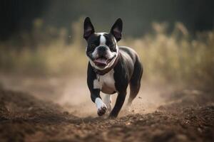 uma boston terrier corrida dentro a campo em uma ensolarado dia. ai gerado foto