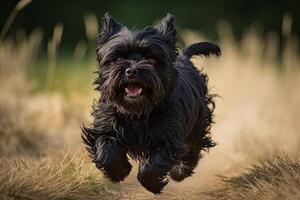 uma Preto escocês terrier é corrida dentro a campo. ai gerado foto