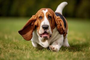 basset cão de caça cachorro corrida dentro a Relva em uma ensolarado dia. ai gerado foto