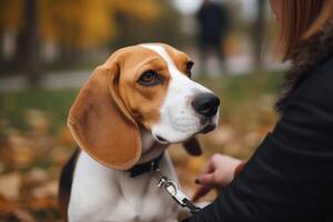 lindo beagle cachorro com a proprietário dentro outono parque. seletivo foco. ai gerado foto