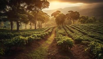 verde folhas em chá colheita dentro montanha Prado generativo ai foto