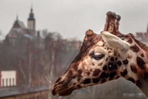 retrato de girafa foto