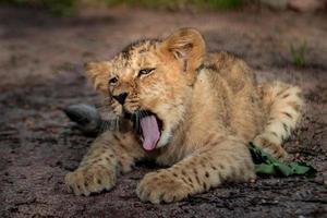 retrato de leão bocejando foto