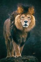 retrato de leão