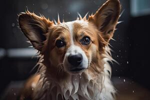 retrato do uma molhado galês corgi Pembroke ai gerado foto