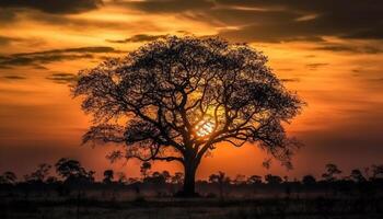 silhueta do acácia árvore costas aceso de ouro pôr do sol gerado de ai foto