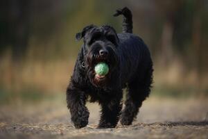 Preto miniatura schnauzer jogando com uma bola dentro a parque ai gerado foto