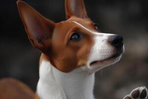 retrato do uma cachorro raças basenji fechar-se. ai gerado foto