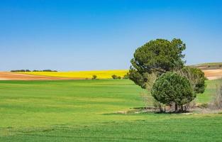 lindo campo verde e amarelo com céu azul foto