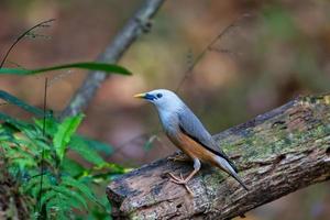 blyths Starling empoleirado em um tronco foto