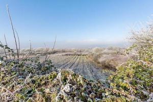 Campo de videiras gelado emoldurado por árvores e arbustos contra um céu azul foto