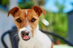 retrato do fofa cachorro ao ar livre às verão dia foto