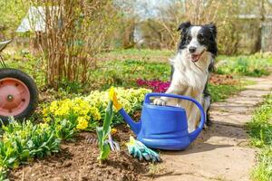 retrato ao ar livre de cão bonito border collie com regador no fundo do jardim. cachorrinho engraçado como jardineiro buscando regador para irrigação. conceito de jardinagem e agricultura. foto