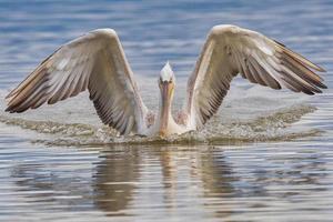 pelicano dálmata no lago kerkini no norte da Grécia foto