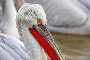 pelicano dálmata no lago kerkini no norte da Grécia foto