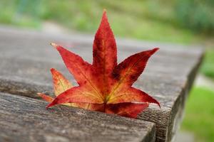 folha de bordo vermelho na temporada de outono