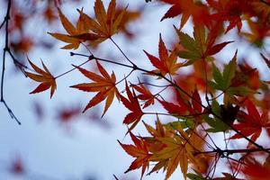 folhas vermelhas da árvore no outono