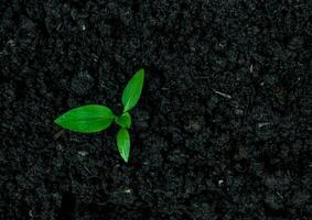 ecológico meio Ambiente a crescimento do plantinha árvore foto