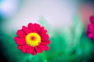 planta de jardim gazania rosa em flor foto